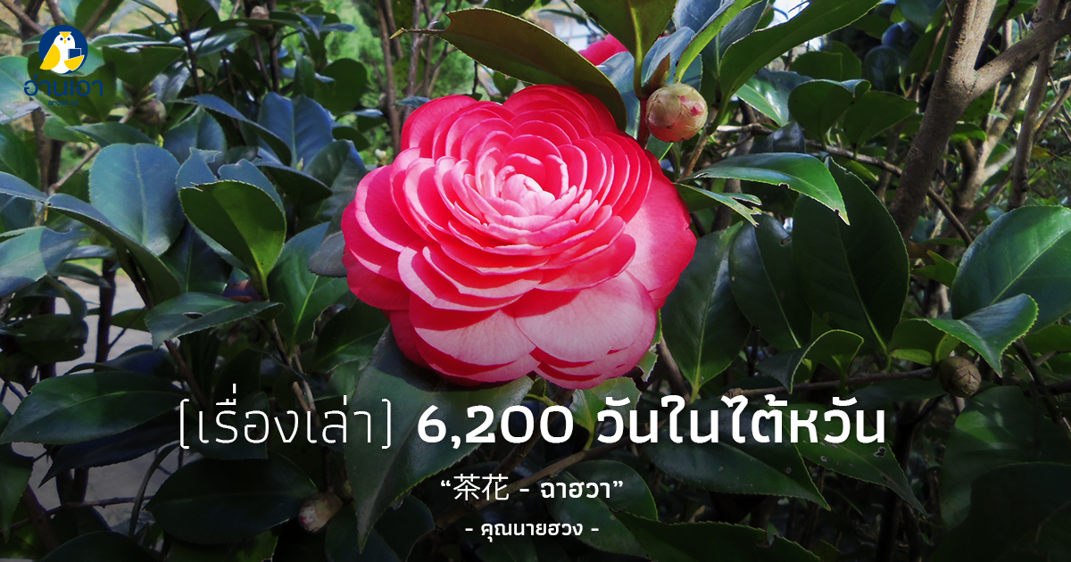 茶花 – ฉาฮวา