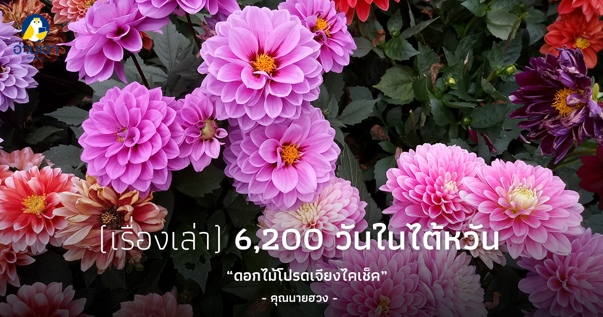 ดอกไม้โปรดเจียงไคเช็ค