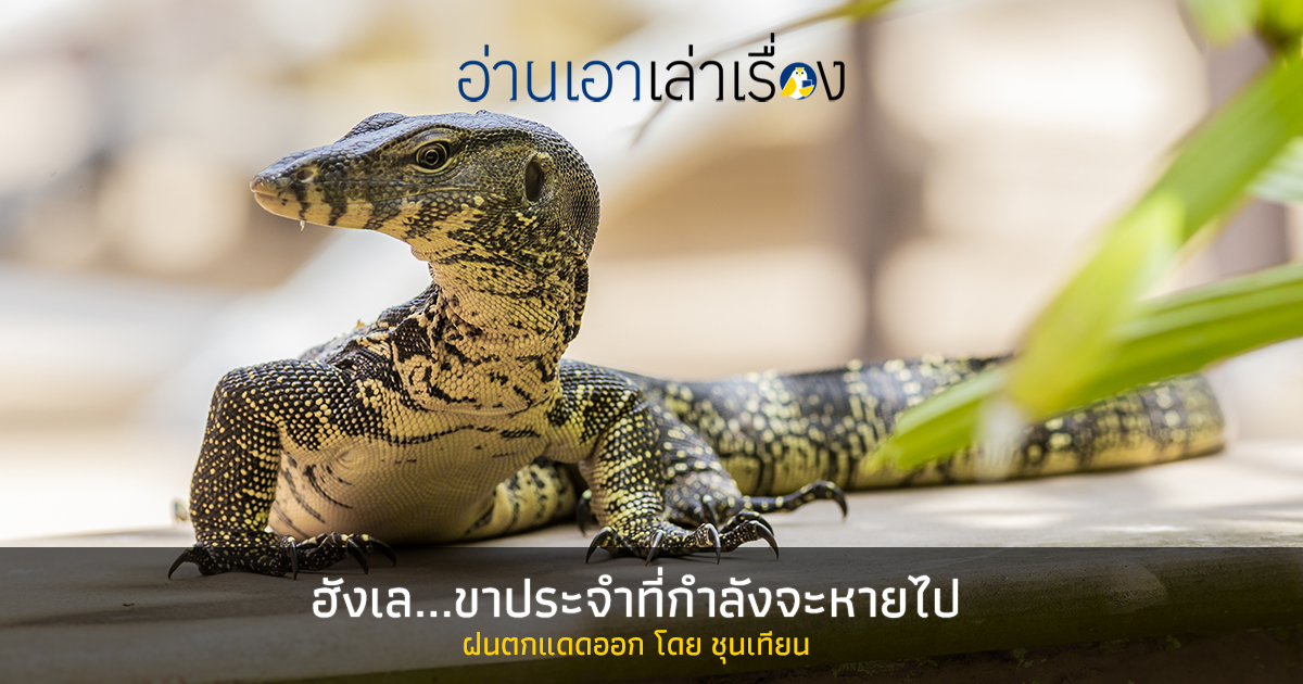 ฮังเล…ขาประจำที่กำลังจะหายไป