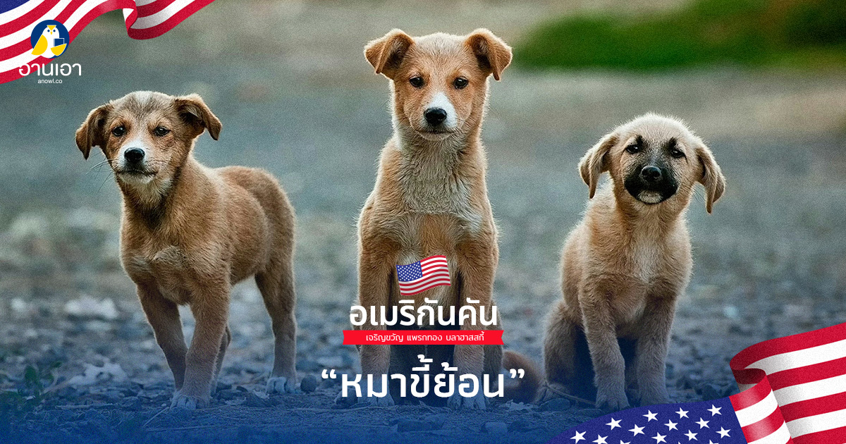 หมาขี้ย้อน